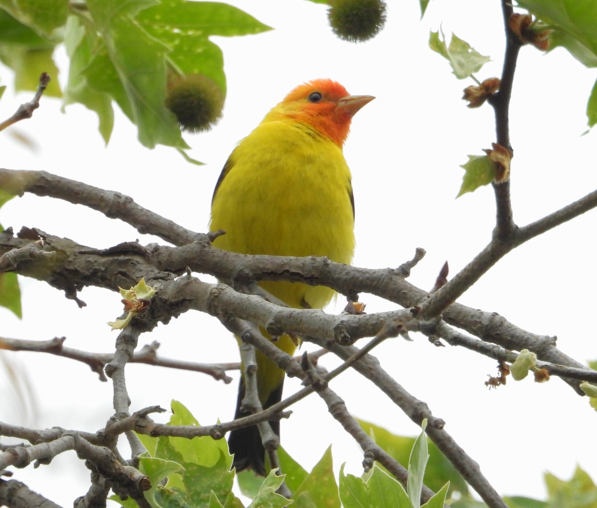 Western Tanager - ML635216513