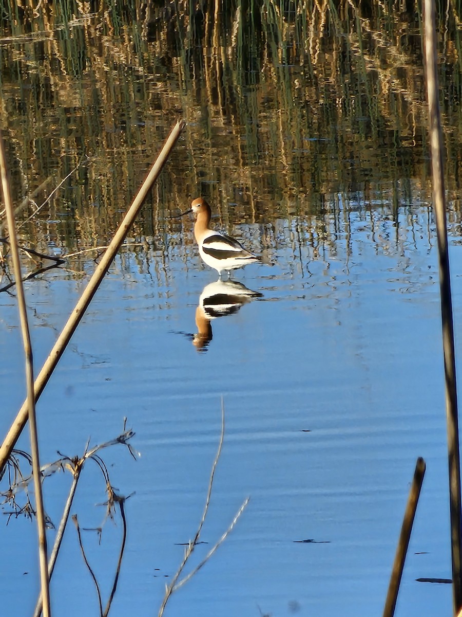 American Avocet - ML635216531