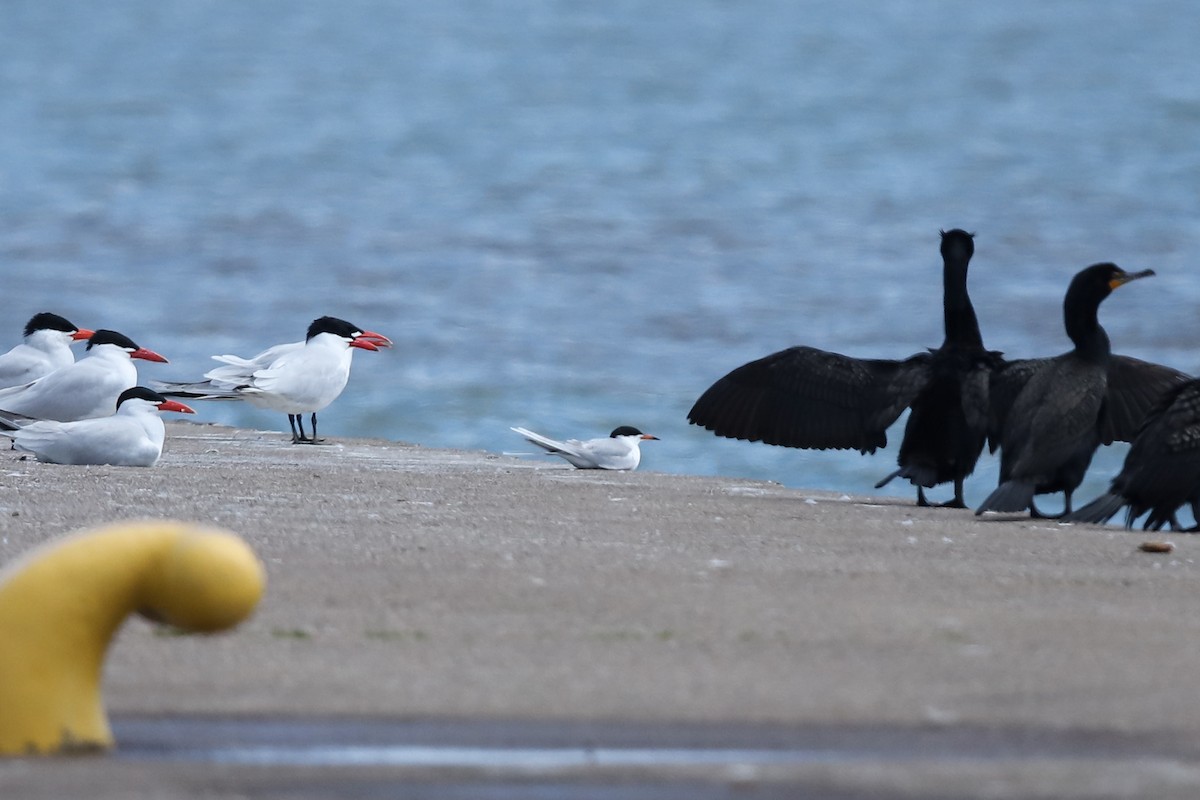 Forster's Tern - ML635216534
