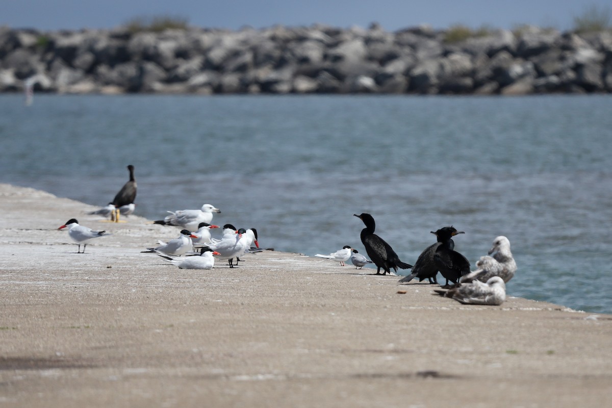 Forster's Tern - ML635216535
