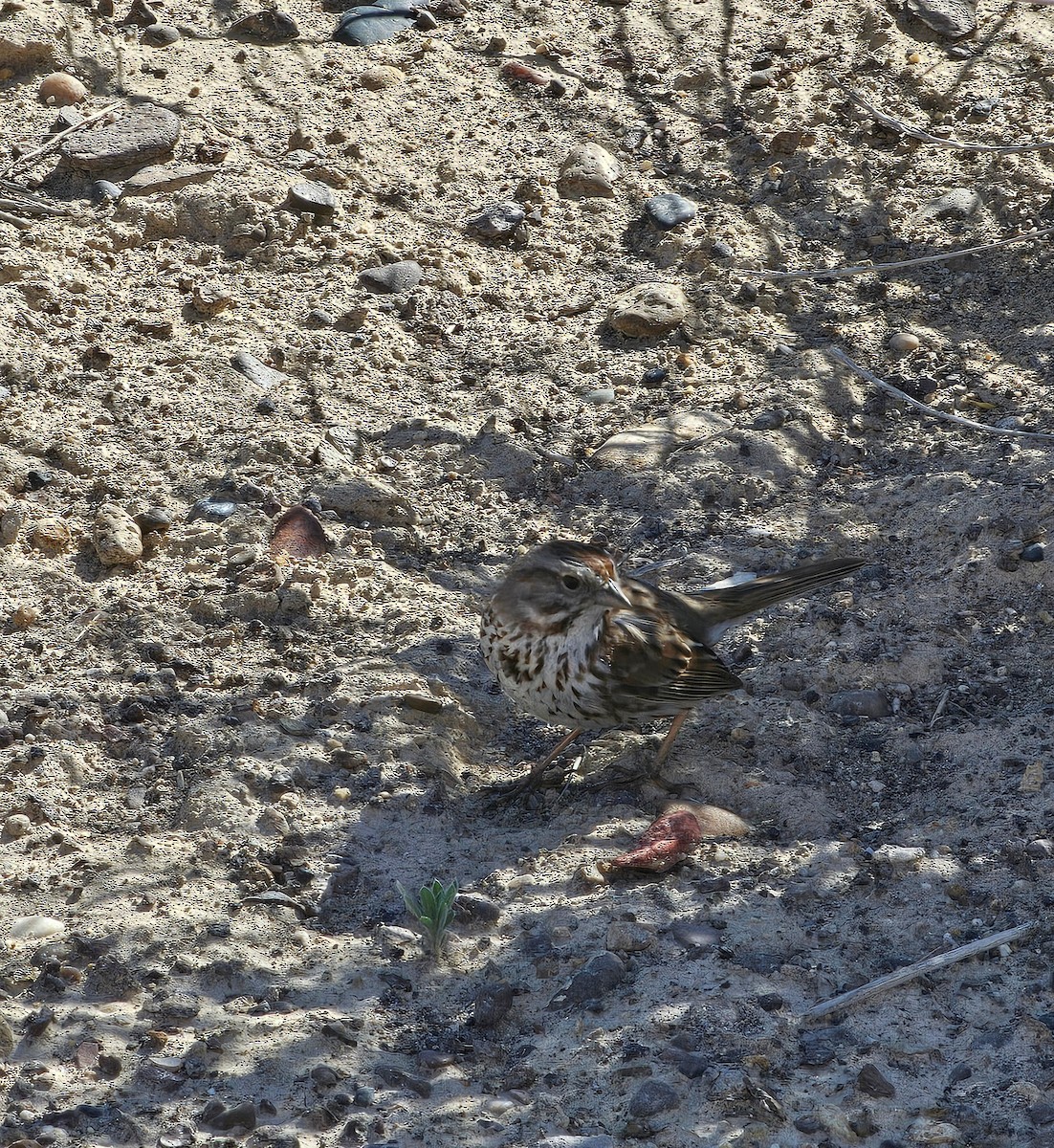 Song Sparrow - ML635216540