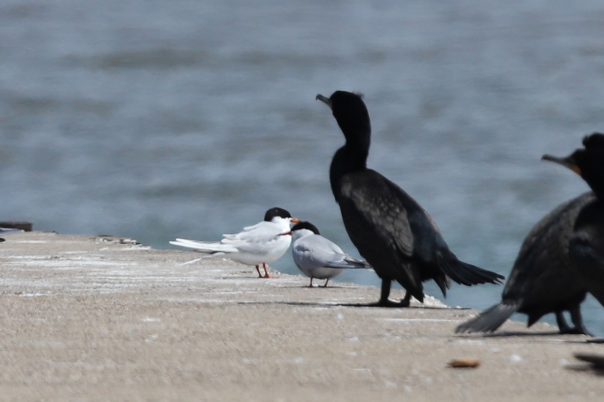 Common Tern - ML635216593