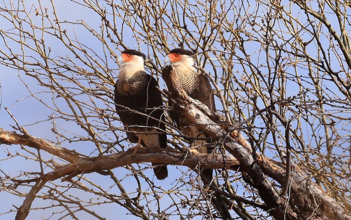 Crested Caracara - ML635216594