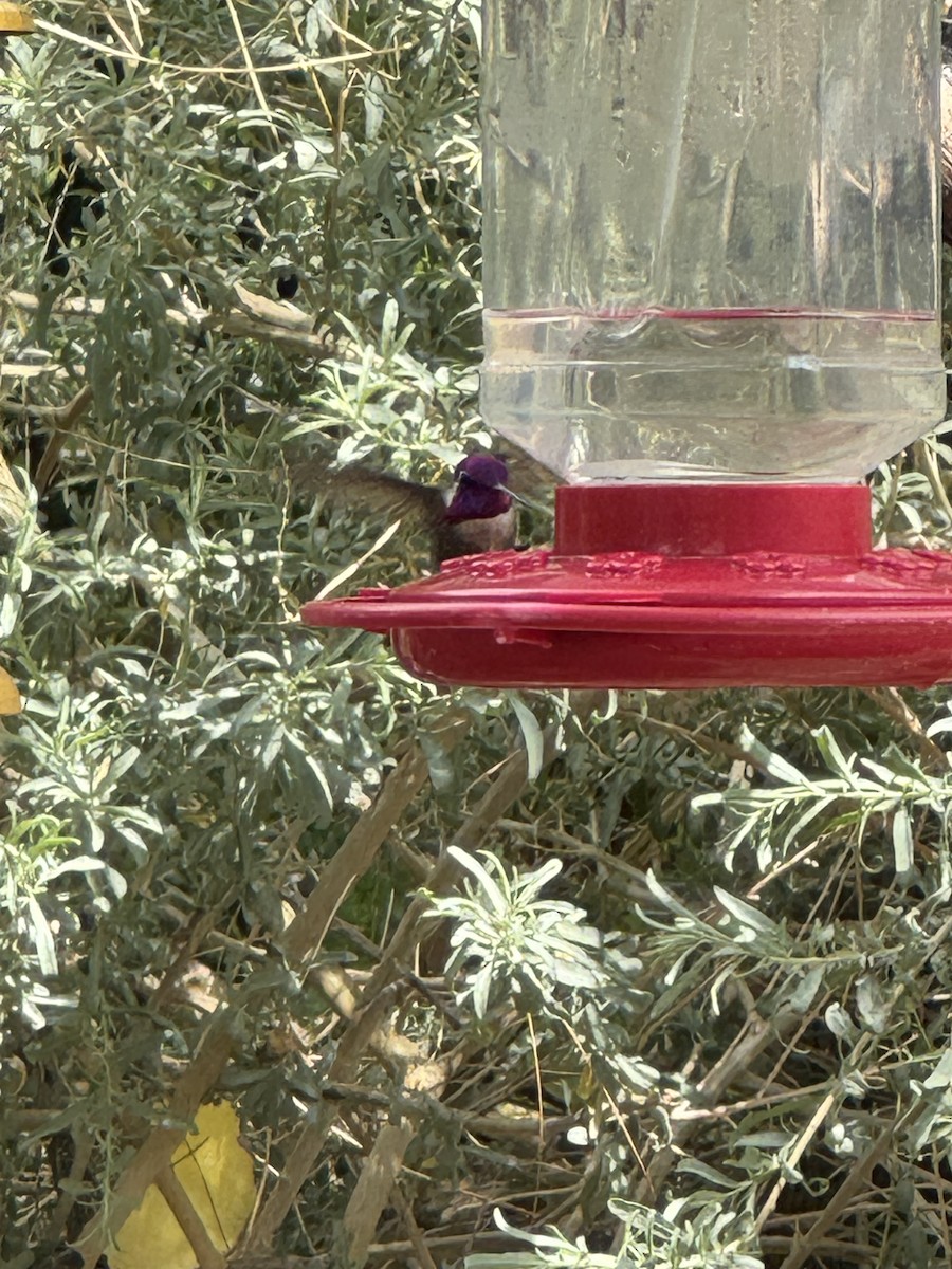 Costa's Hummingbird - ML635216609