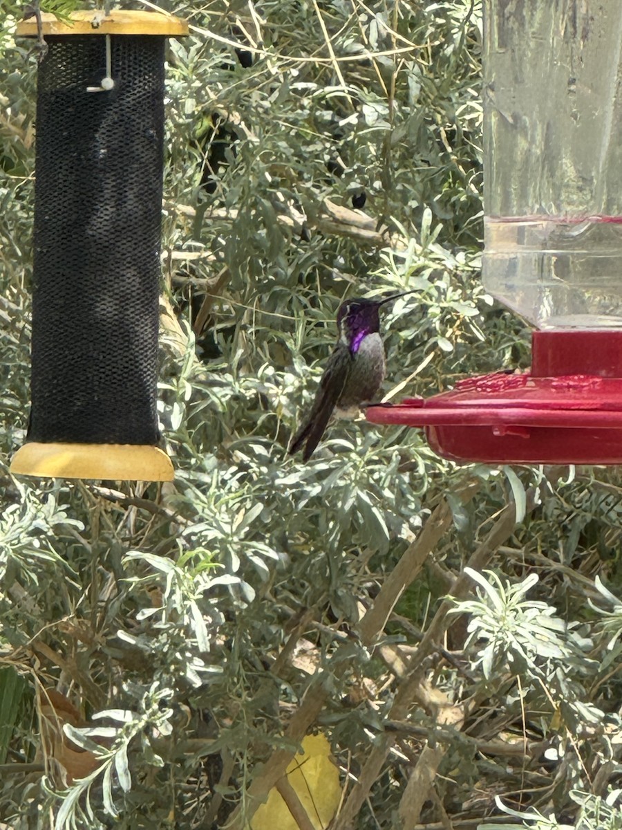 Costa's Hummingbird - ML635216610