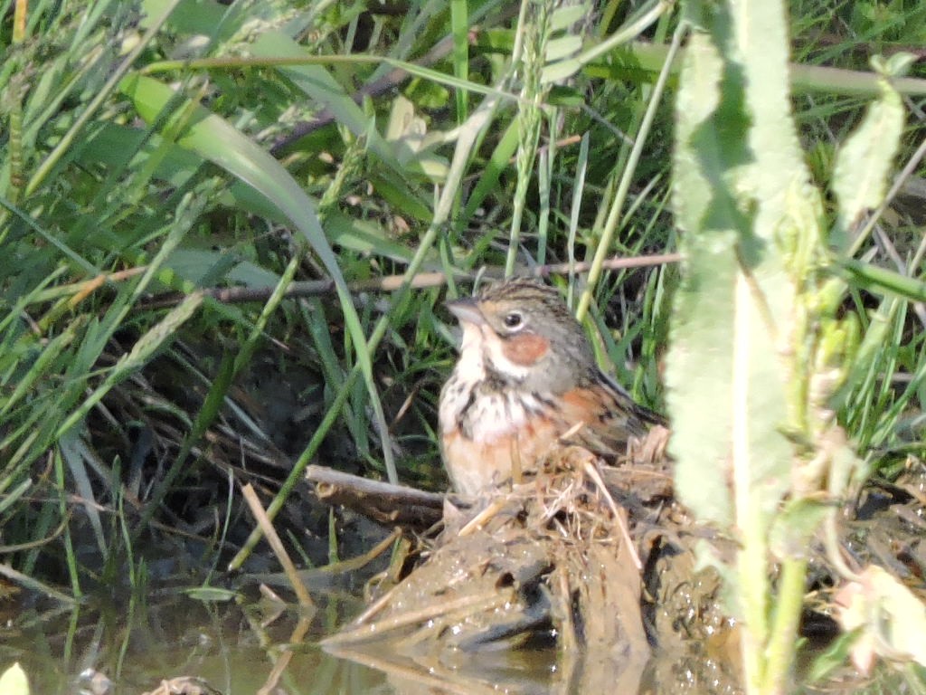 Chestnut-eared Bunting - ML635216680
