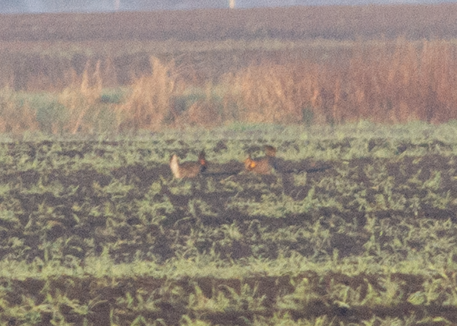 Greater Prairie-Chicken - ML635216736