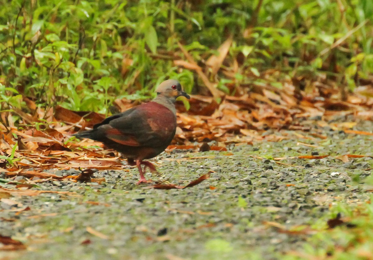Crested Quail-Dove - ML635216808