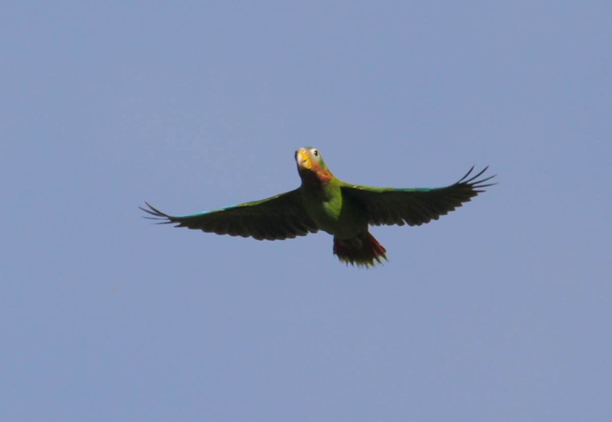 Yellow-billed Amazon - ML635217045