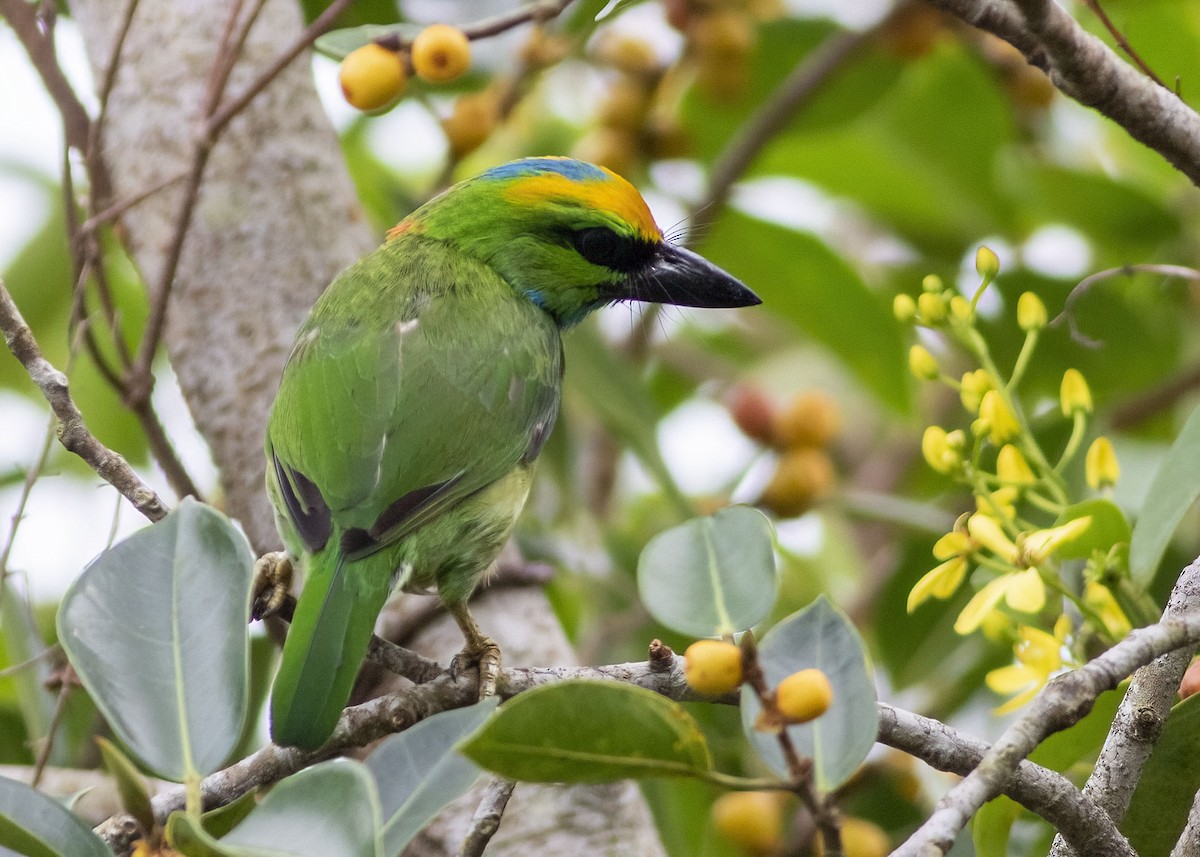 Yellow-crowned Barbet - ML635217172