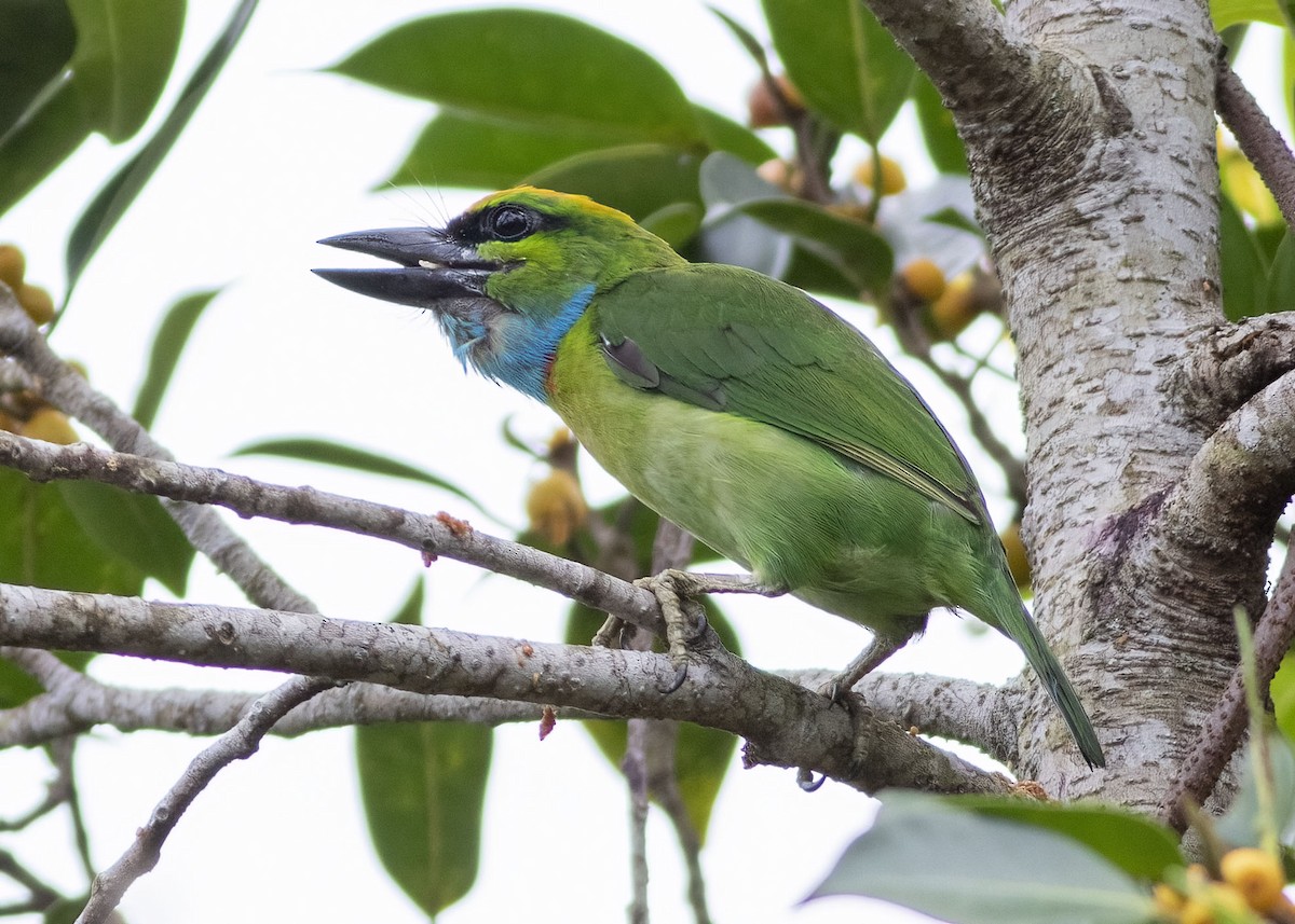 Yellow-crowned Barbet - ML635217173