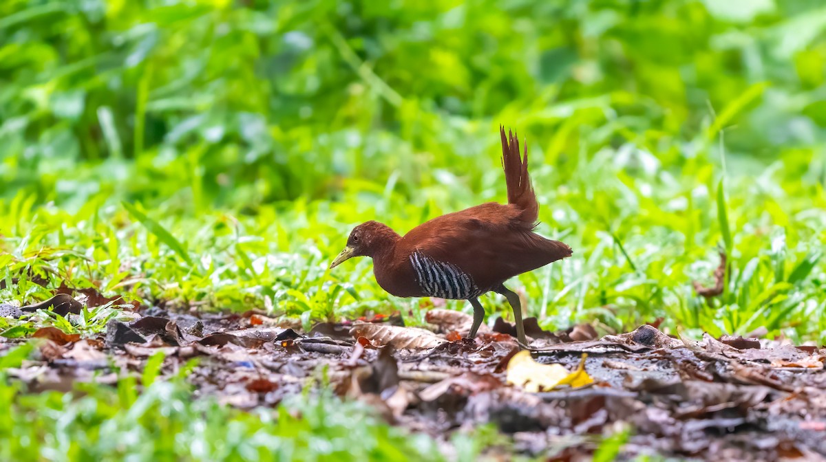 Andaman Crake - ML635217183