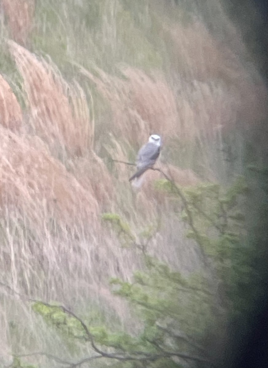 White-tailed Kite - ML635217337