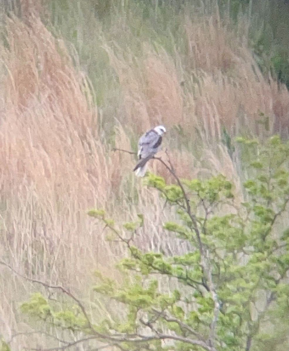 White-tailed Kite - ML635217338
