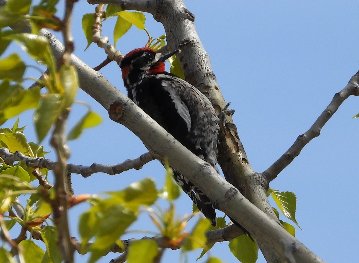 Red-naped Sapsucker - ML635217608