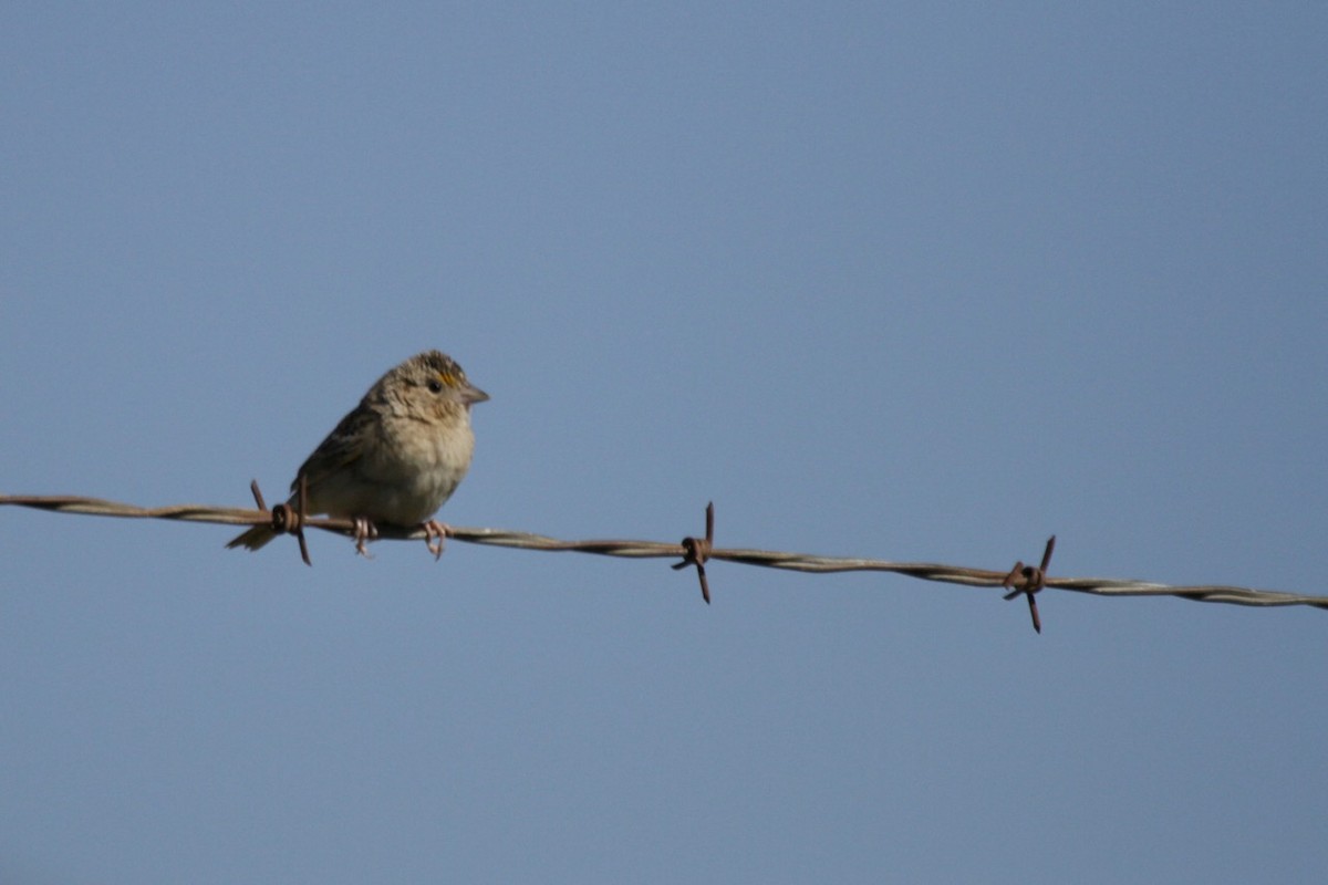 Grasshopper Sparrow - ML635217718