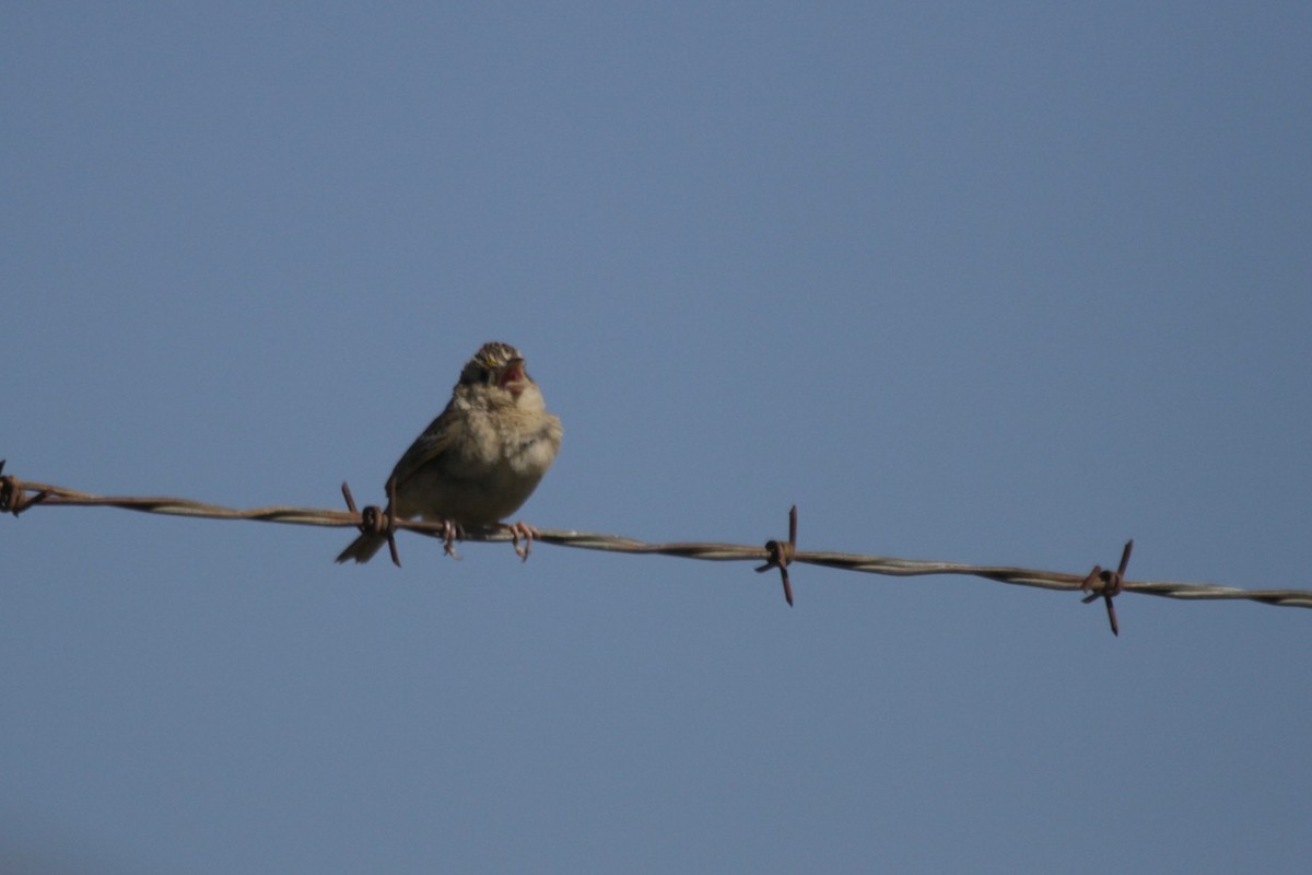 Grasshopper Sparrow - ML635217719