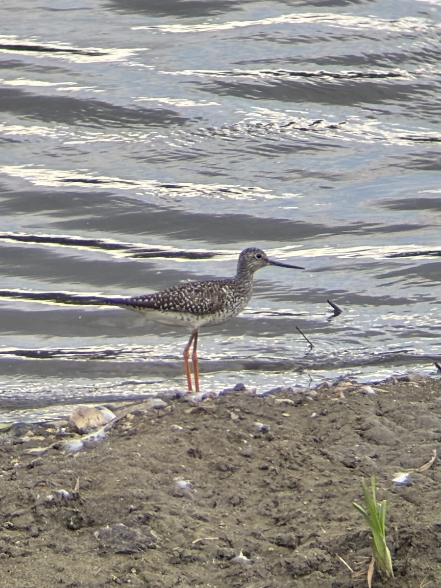 Greater Yellowlegs - ML635217779