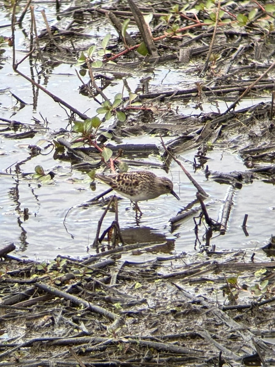 Least Sandpiper - ML635217786