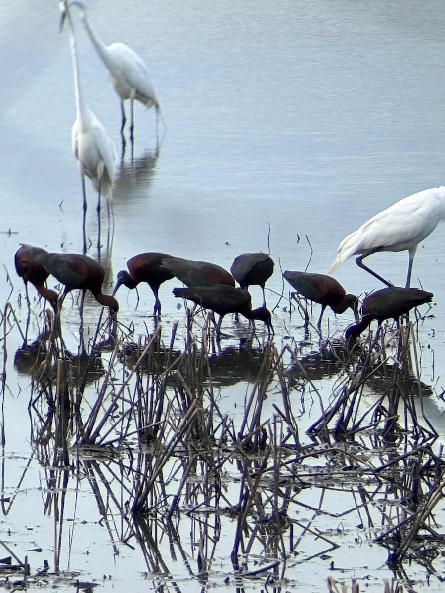 Glossy Ibis - ML635217793