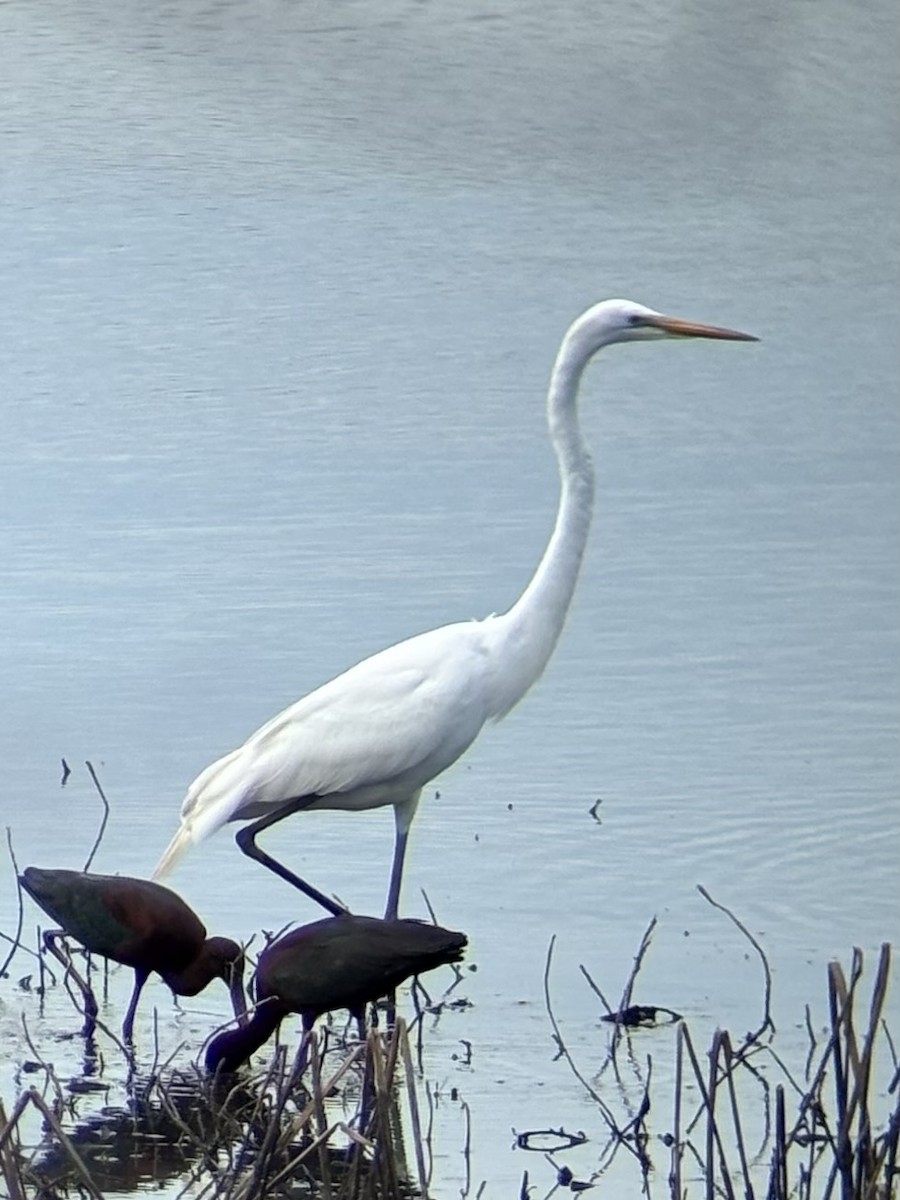 Great Egret - ML635217804