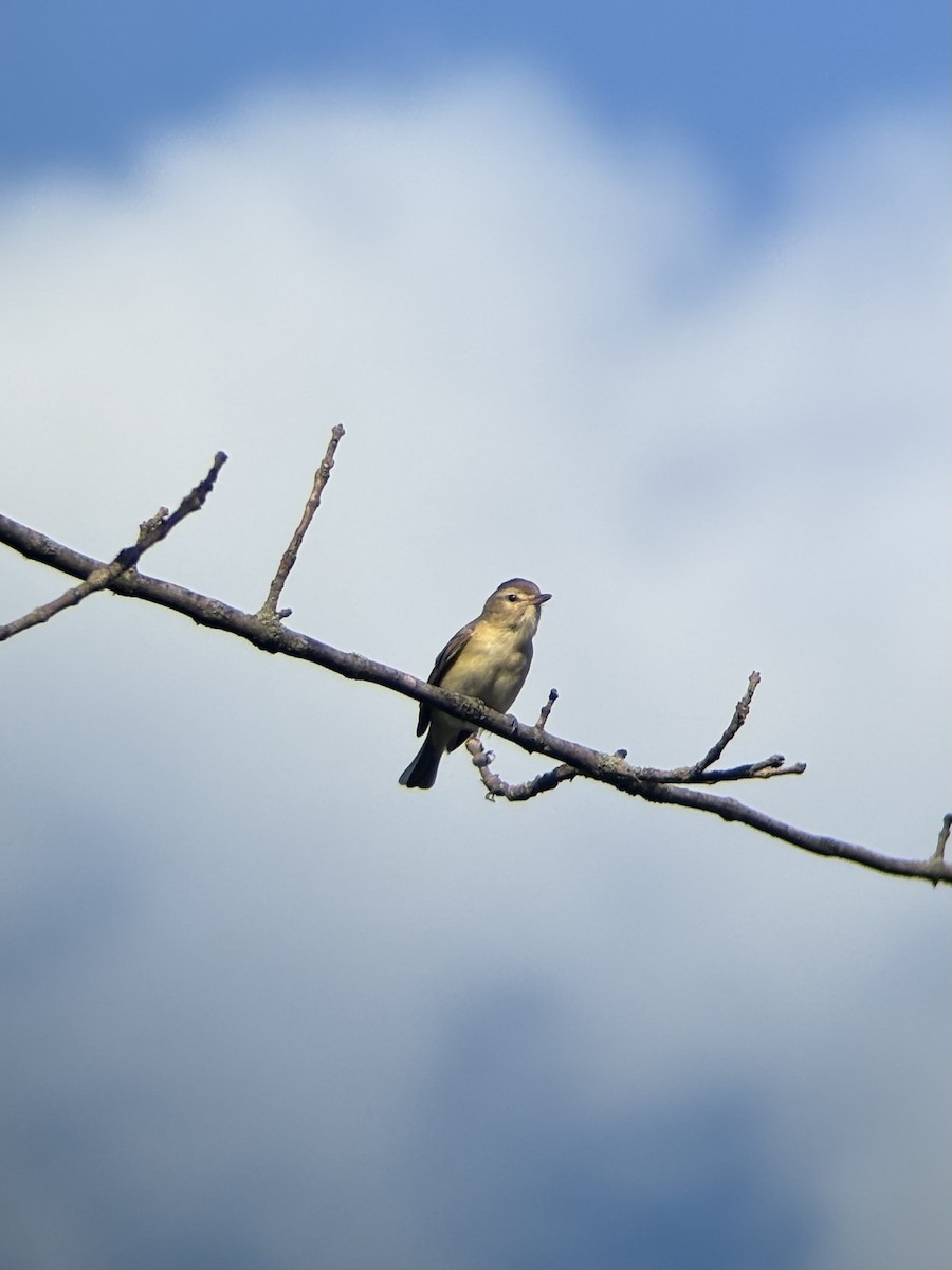 Eastern Warbling Vireo - ML635217828