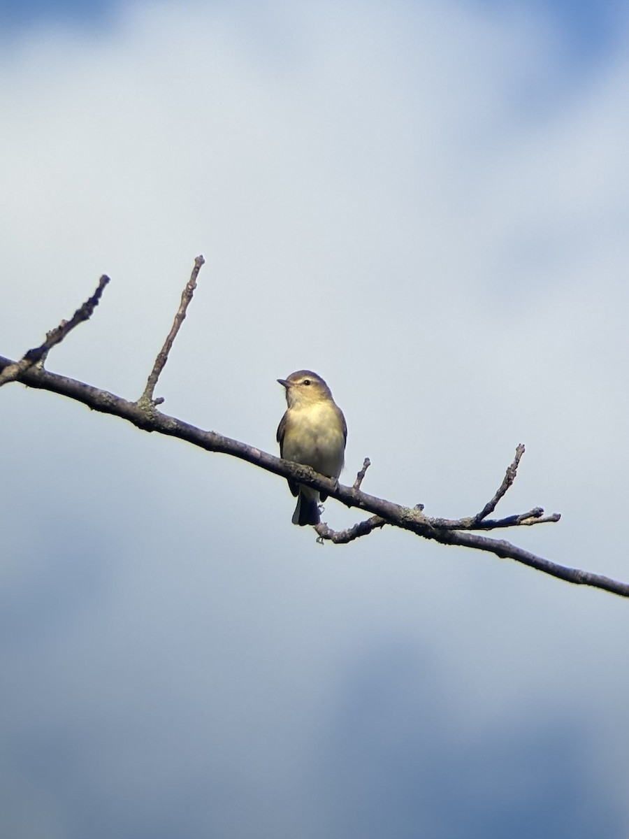 Eastern Warbling Vireo - ML635217829