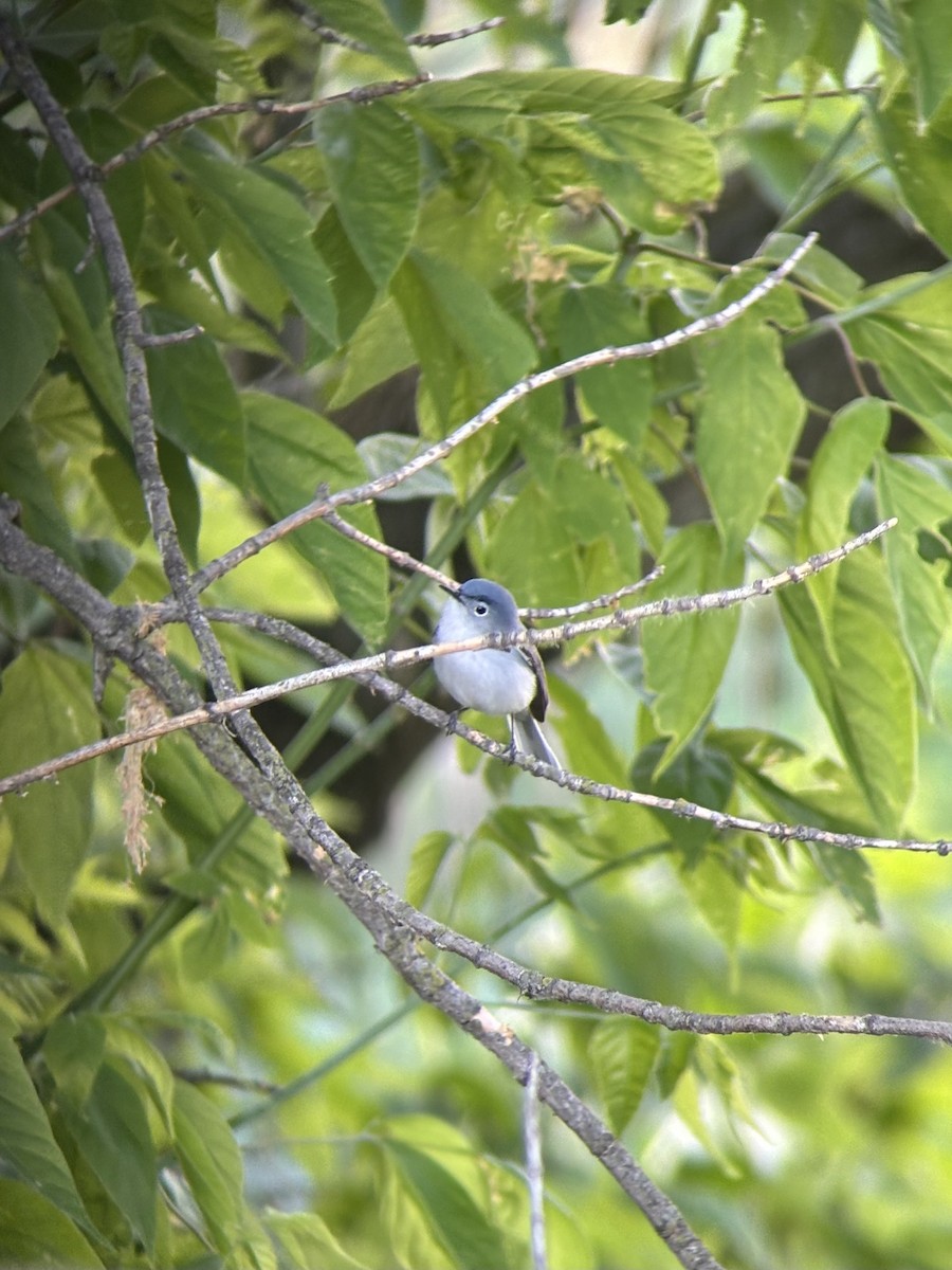 Blue-gray Gnatcatcher - ML635217843