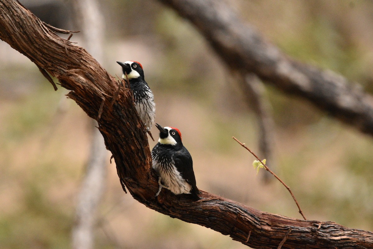 Acorn Woodpecker - ML635218024