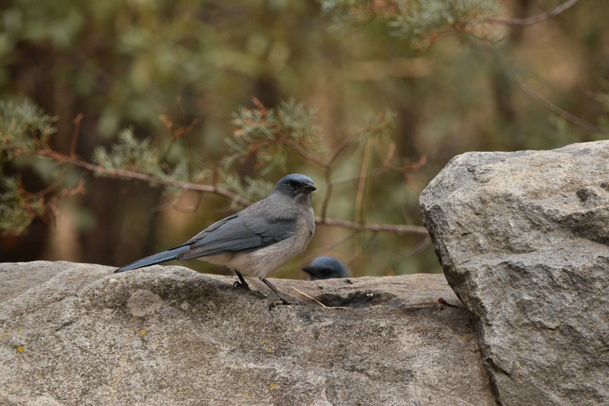 Mexican Jay - ML635218029