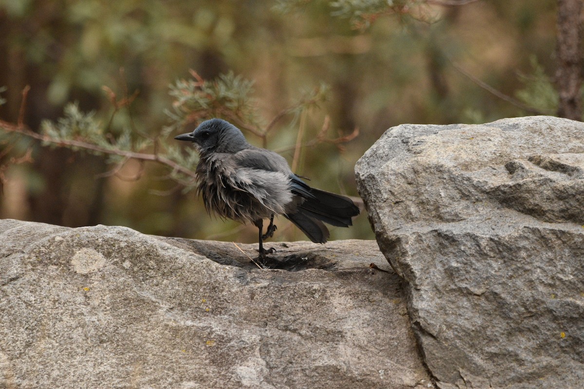 Mexican Jay - ML635218030