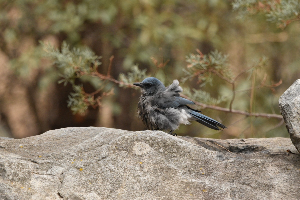 Mexican Jay - ML635218031