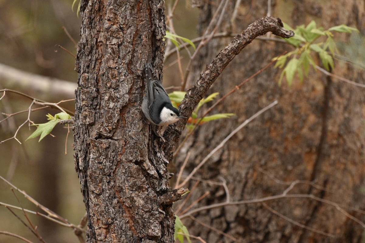 White-breasted Nuthatch - ML635218036