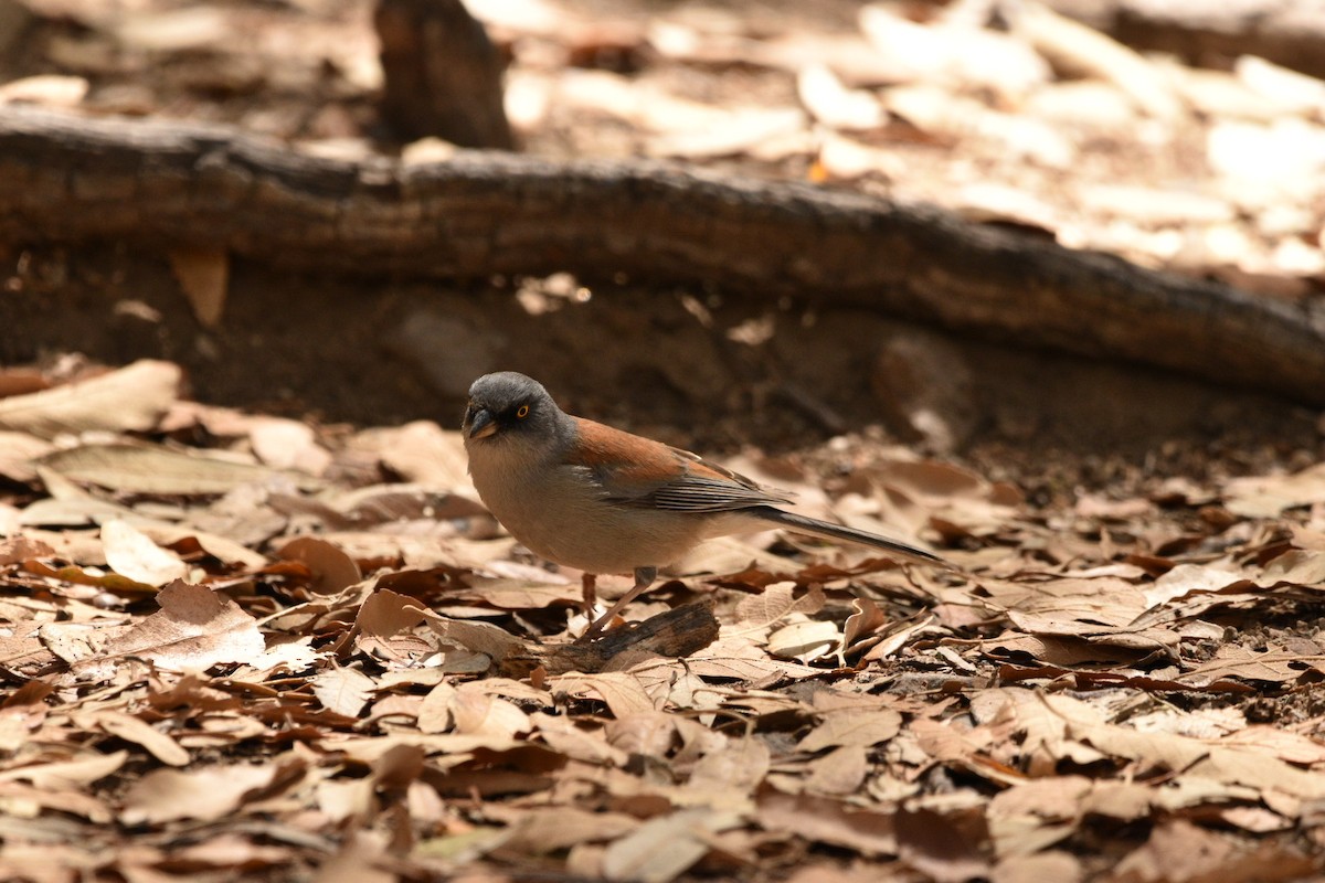 Yellow-eyed Junco - ML635218042