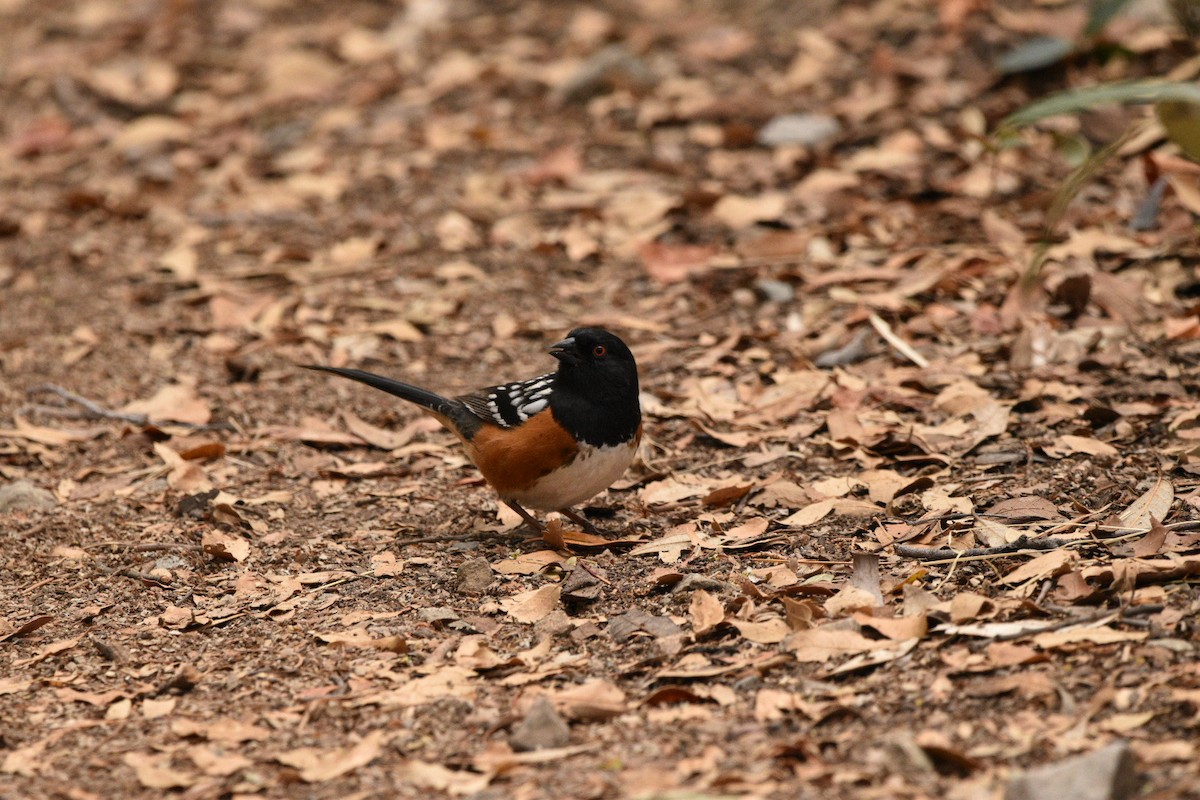 Spotted Towhee - ML635218046
