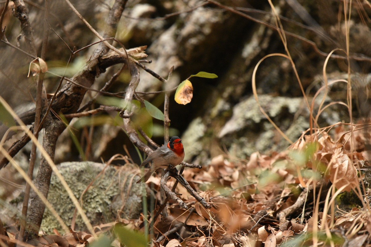 Red-faced Warbler - ML635218056
