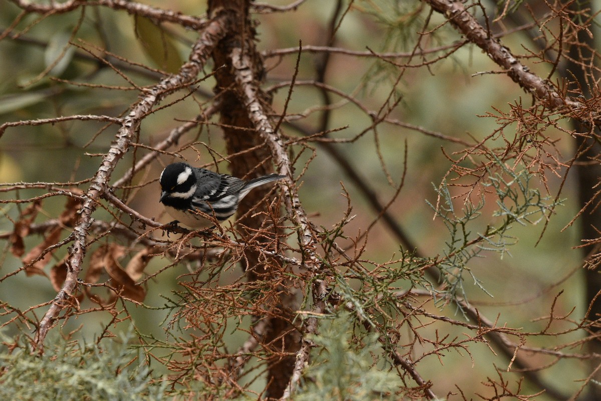 Black-throated Gray Warbler - ML635218058