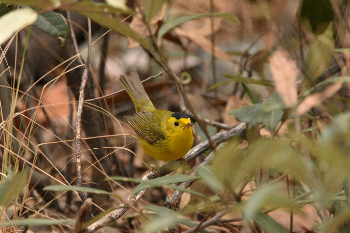 Wilson's Warbler - ML635218066
