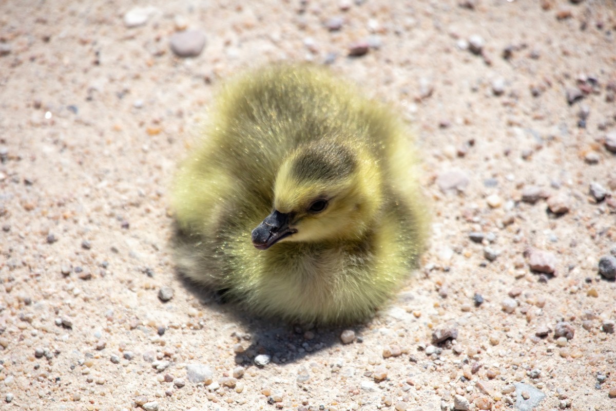 Canada Goose - ML635218311