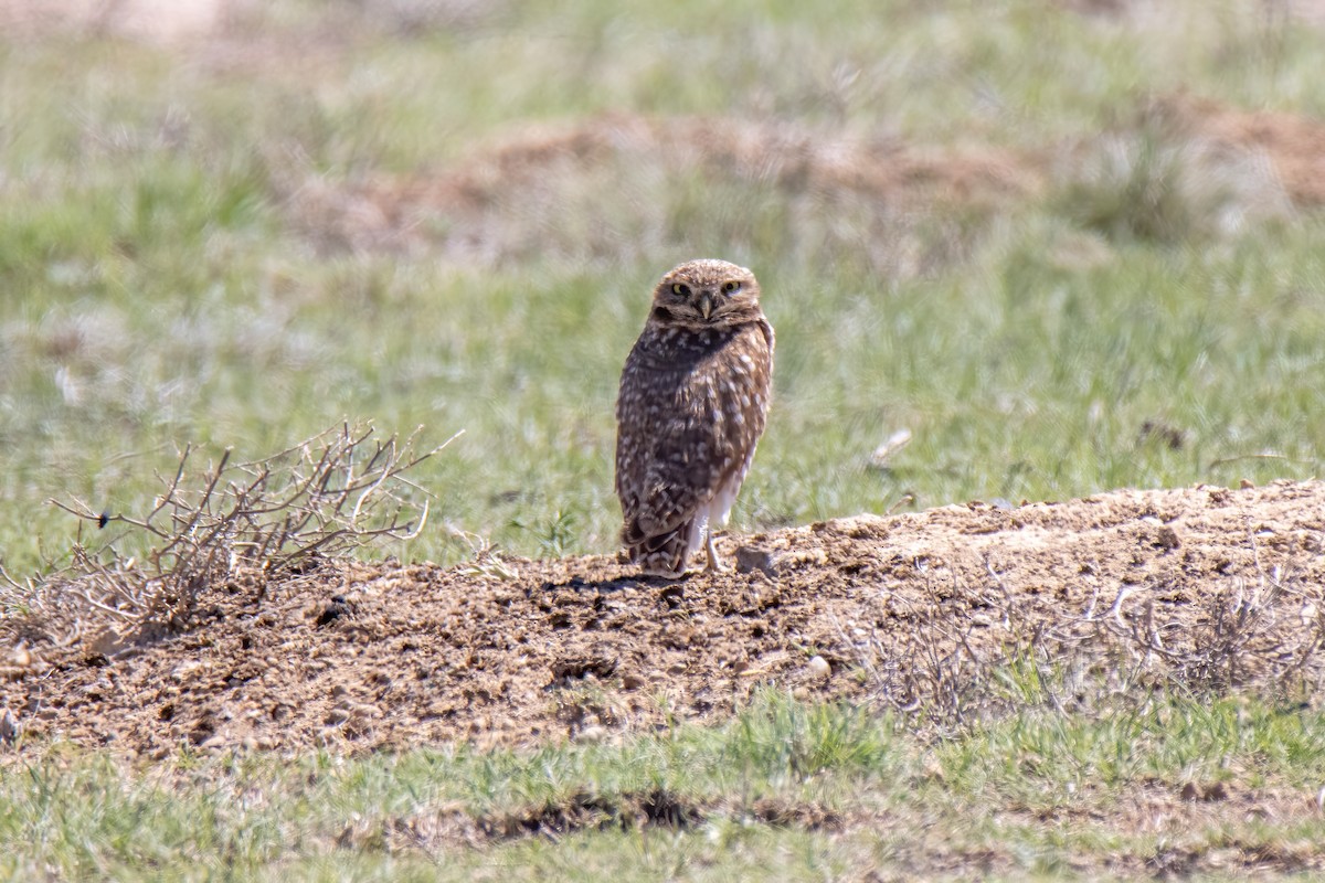 Burrowing Owl - ML635218318