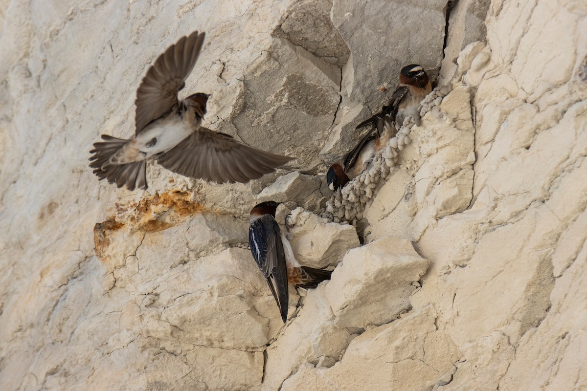 Cliff Swallow - ML635218339