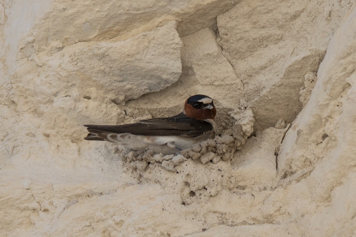 Cliff Swallow - ML635218342