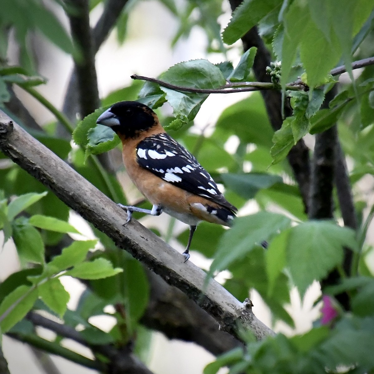 Black-headed Grosbeak - ML635218470