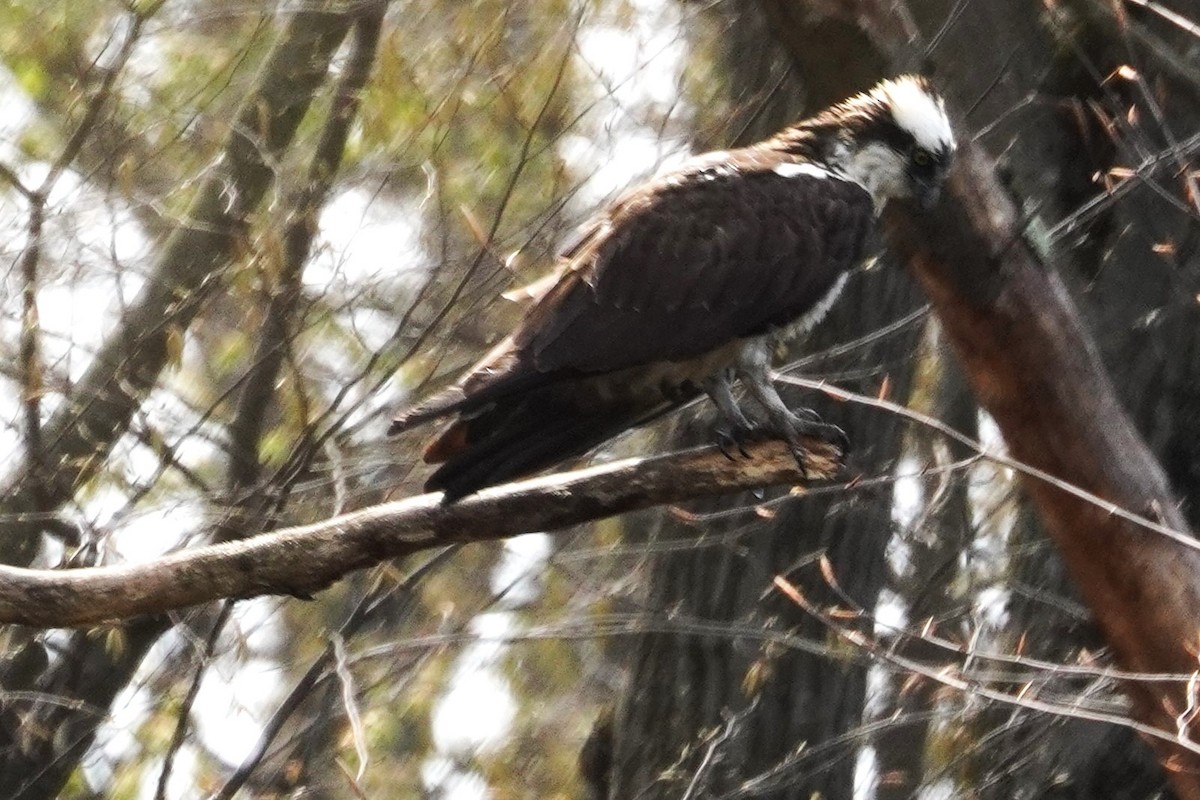 Osprey - ML635218640