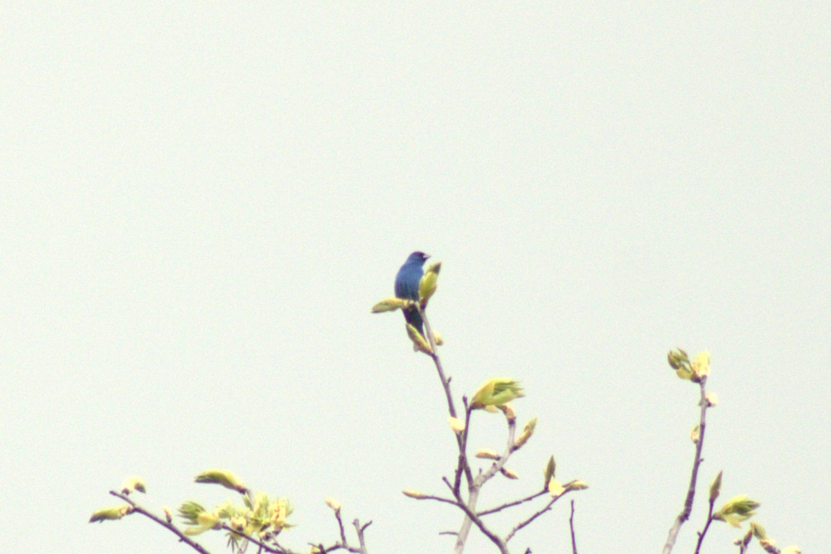 Indigo Bunting - ML635218659