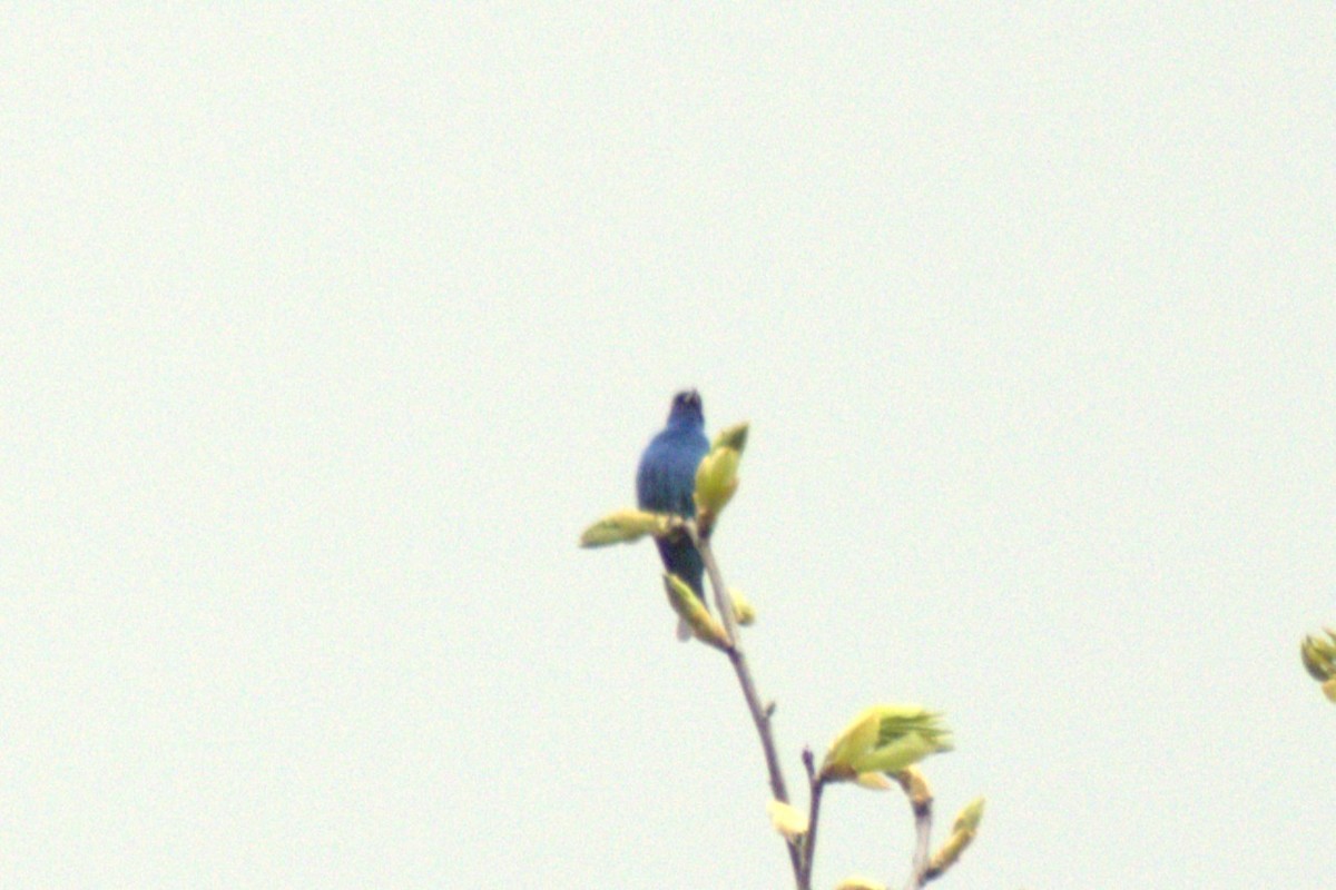 Indigo Bunting - ML635218660