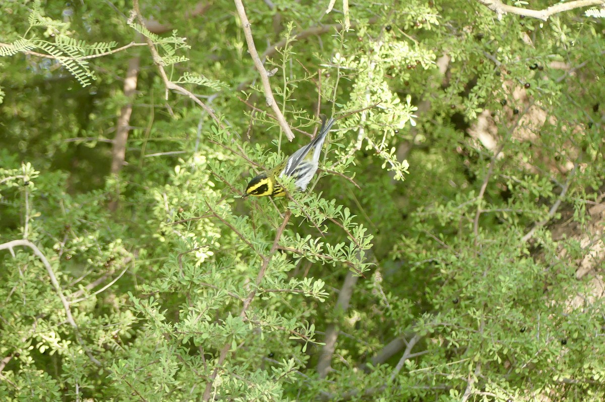 Townsend's Warbler - ML635219062