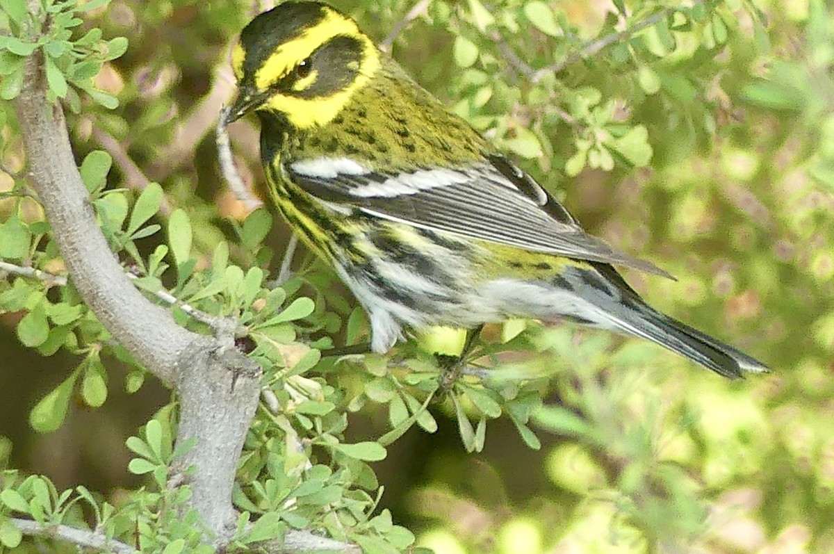 Townsend's Warbler - ML635219064