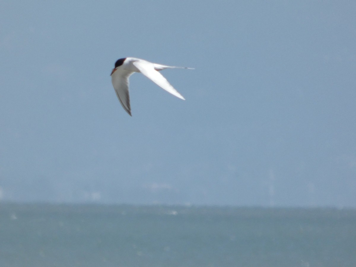 Forster's Tern - ML635219082