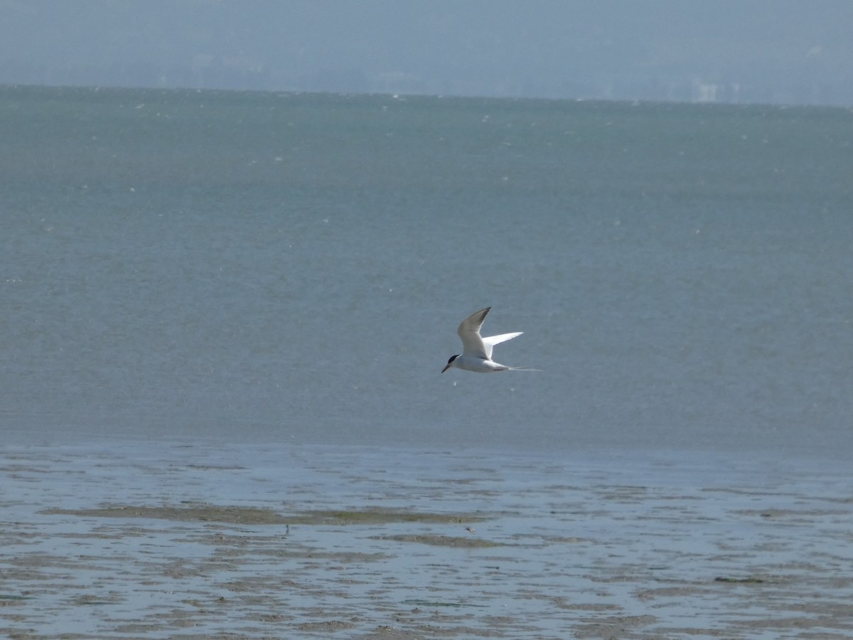 Forster's Tern - ML635219083
